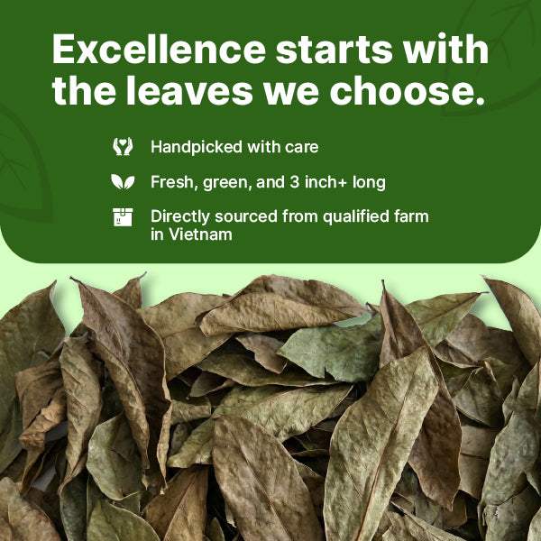 Natural Dried Soursop Leaves Tea - 4 oz