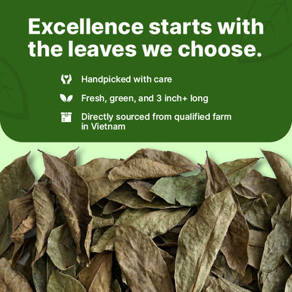 Natural Dried Soursop Leaves Tea - 4 oz
