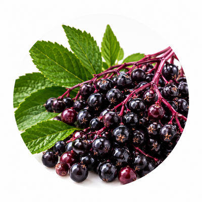Elderberry